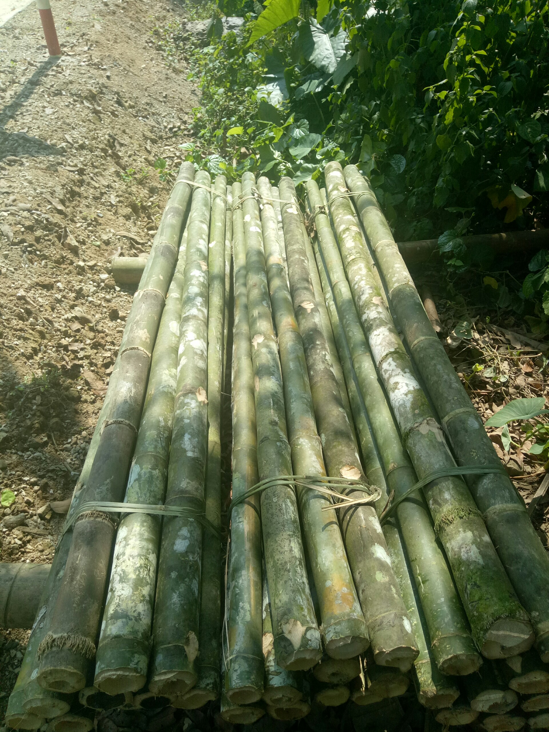 Cọc tre công trình Hội An